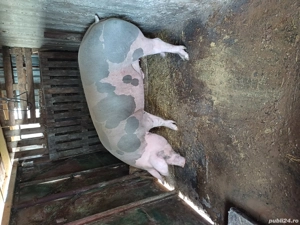 Porc pietran - imagine 4