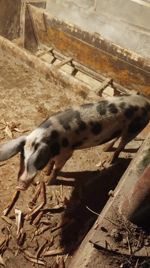 De vânzare  - imagine 2