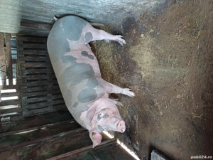 Porc pietran - imagine 3