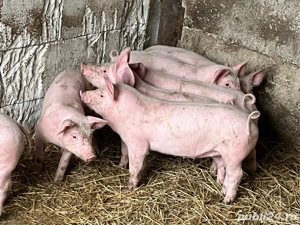 Purcei landras cu pietran belgian