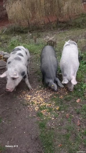 vînd porci - imagine 3