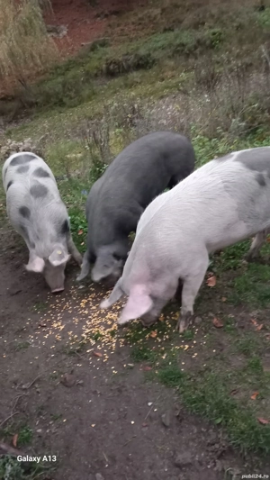 vînd porci - imagine 2