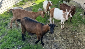 Vând 5 capre - imagine 3
