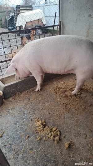 de vanzare - imagine 2