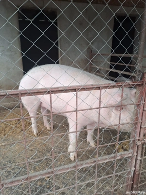 de vanzare - imagine 4