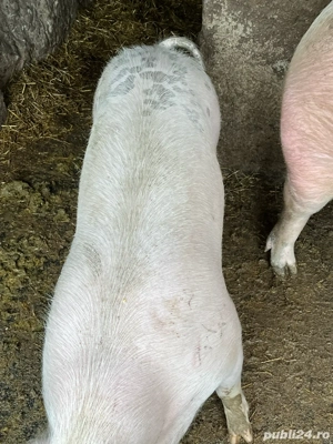 Purcica 90 100 kg - imagine 4