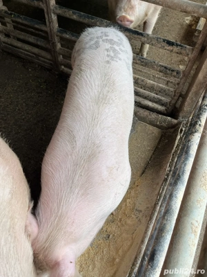 Purcica 90 100 kg - imagine 3