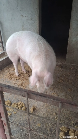 de vanzare - imagine 3