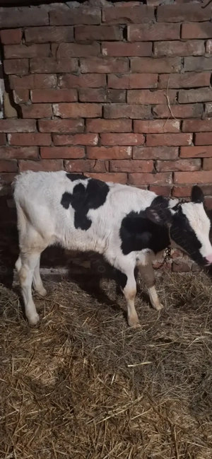 Disponibil 3 taurasi