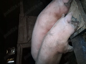 Van un porc la alegere 