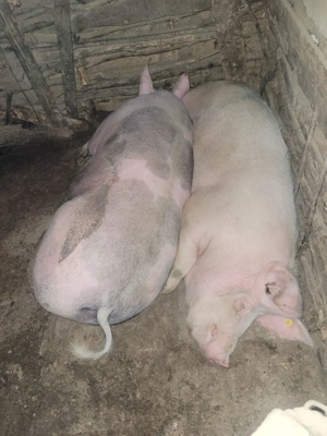 Porci de vanzare - imagine 2