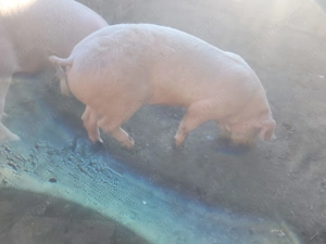 Porci de vanzare - imagine 4