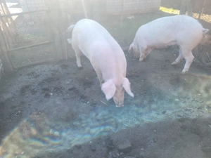 Porci de vanzare - imagine 5