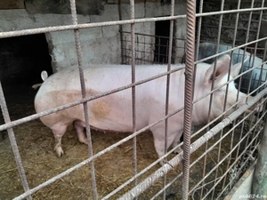 De vânzare, crescut cu cerealele, porumb, orzsi grâu  - imagine 3