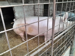 De vânzare, crescut cu cerealele, porumb, orzsi grâu  - imagine 4