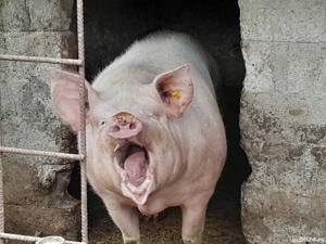 De vânzare, crescut cu cerealele, porumb, orzsi grâu  - imagine 2