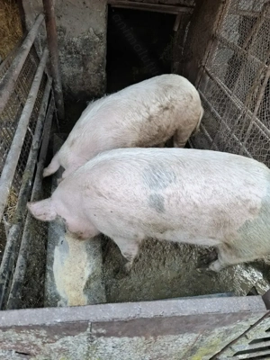 Vand porci intre 140-250 kg