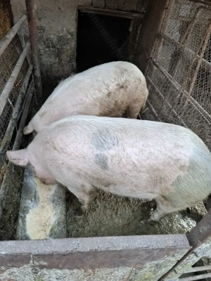 Vand porci intre 140-250 kg - imagine 2
