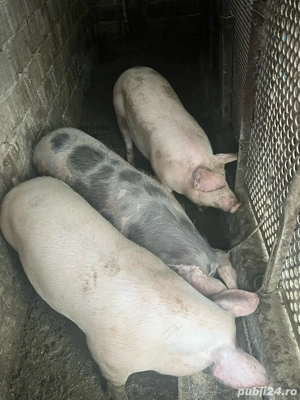 vand porci - imagine 3