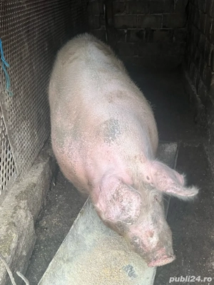 vand porci - imagine 4