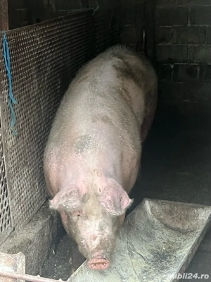 vand porci - imagine 2