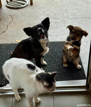 donație cățel  - imagine 2