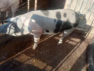 Porci frumoși de carne, la alegere  - imagine 4