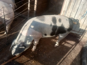 Porci frumoși de carne, la alegere  - imagine 2