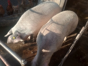 Porci frumoși, de carne pe alegere  - imagine 3