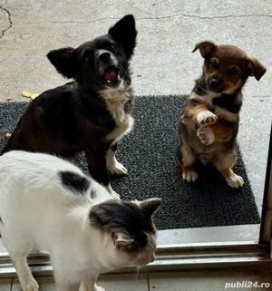 donație cățel  - imagine 3