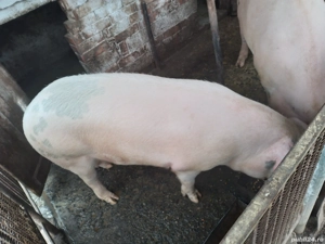 Vand porc crescut la curte-17 leikg