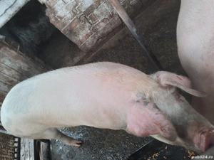 Vand porc crescut la curte-17 leikg - imagine 2