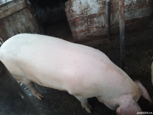 Vand porc crescut la curte-17 leikg - imagine 3