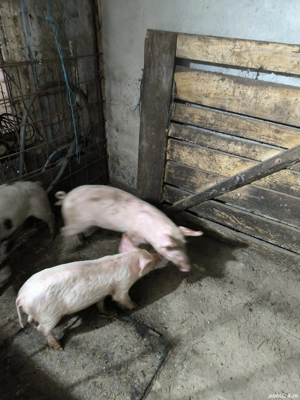 Purcei de vanzare - imagine 2