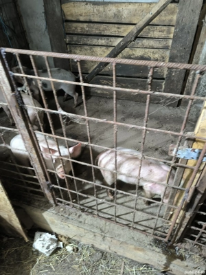 Purcei de vanzare - imagine 4