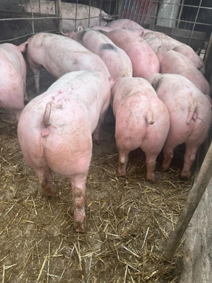 Vând porci de carne 