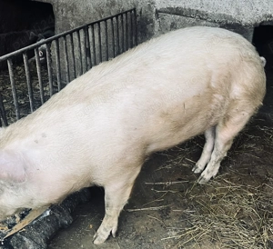 Porc de vânzare  - imagine 2