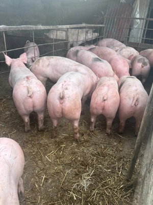 Vând porci de carne  - imagine 2