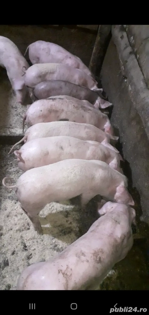 purcei landrace  pietrain 