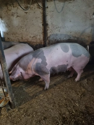 Porc crescut in curte 80-140kg 15 lei - imagine 3