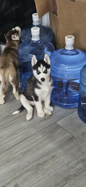 Pui Husky Siberian iubitori, cautam familie - imagine 8