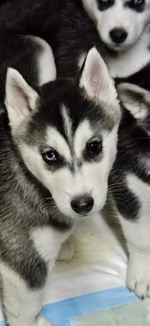 Pui Husky Siberian iubitori, cautam familie - imagine 2