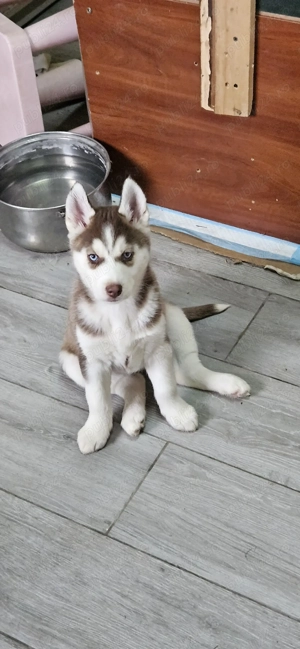 Pui Husky Siberian iubitori, cautam familie