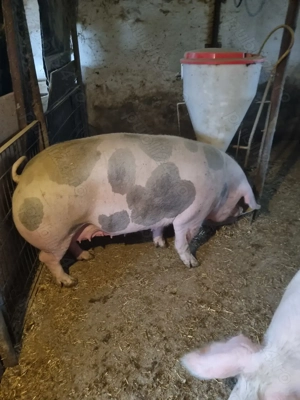 Porc crescut in curte 80-140kg 15 lei - imagine 2