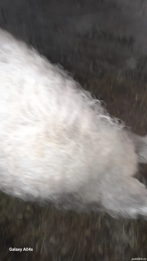 vind porci pt sacrificat,mangalita blondă de la 120  la 200 kg - imagine 2