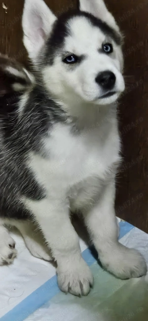 Pui Husky Siberian iubitori, cautam familie - imagine 10