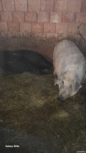 vind porci pt sacrificat,mangalita blondă de la 120  la 200 kg - imagine 3