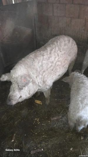 vind porci pt sacrificat,mangalita blondă de la 120  la 200 kg - imagine 4