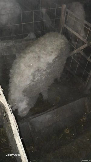 vind porci pt sacrificat,mangalita blondă de la 120  la 200 kg - imagine 5