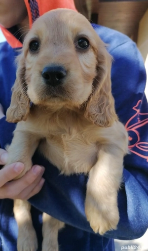 Fetița cocker spaniel  - imagine 3